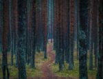 A trail through a woods.