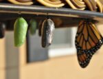 A green chrysalis coloration, a chrysalis that's about to emerge as a butterfly, and a butterfly.