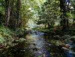 A stream running through a forest.