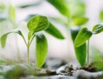 A close-up of green sprouts.