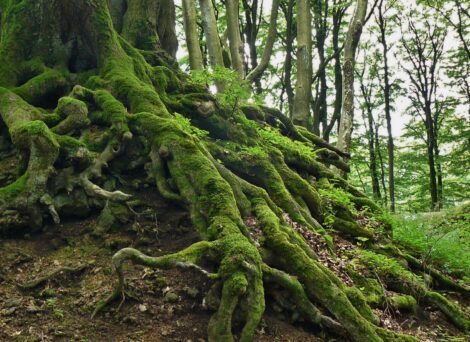 A large tree's roots.